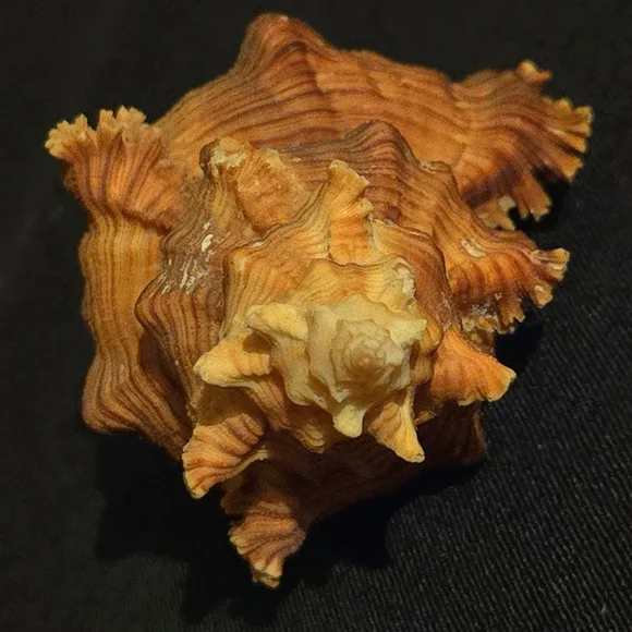 Unique Natural Seashell Collection-30yo Rare Hawaiian & 20yo Floridian, 2"-4.5" - Picture 3 of 15